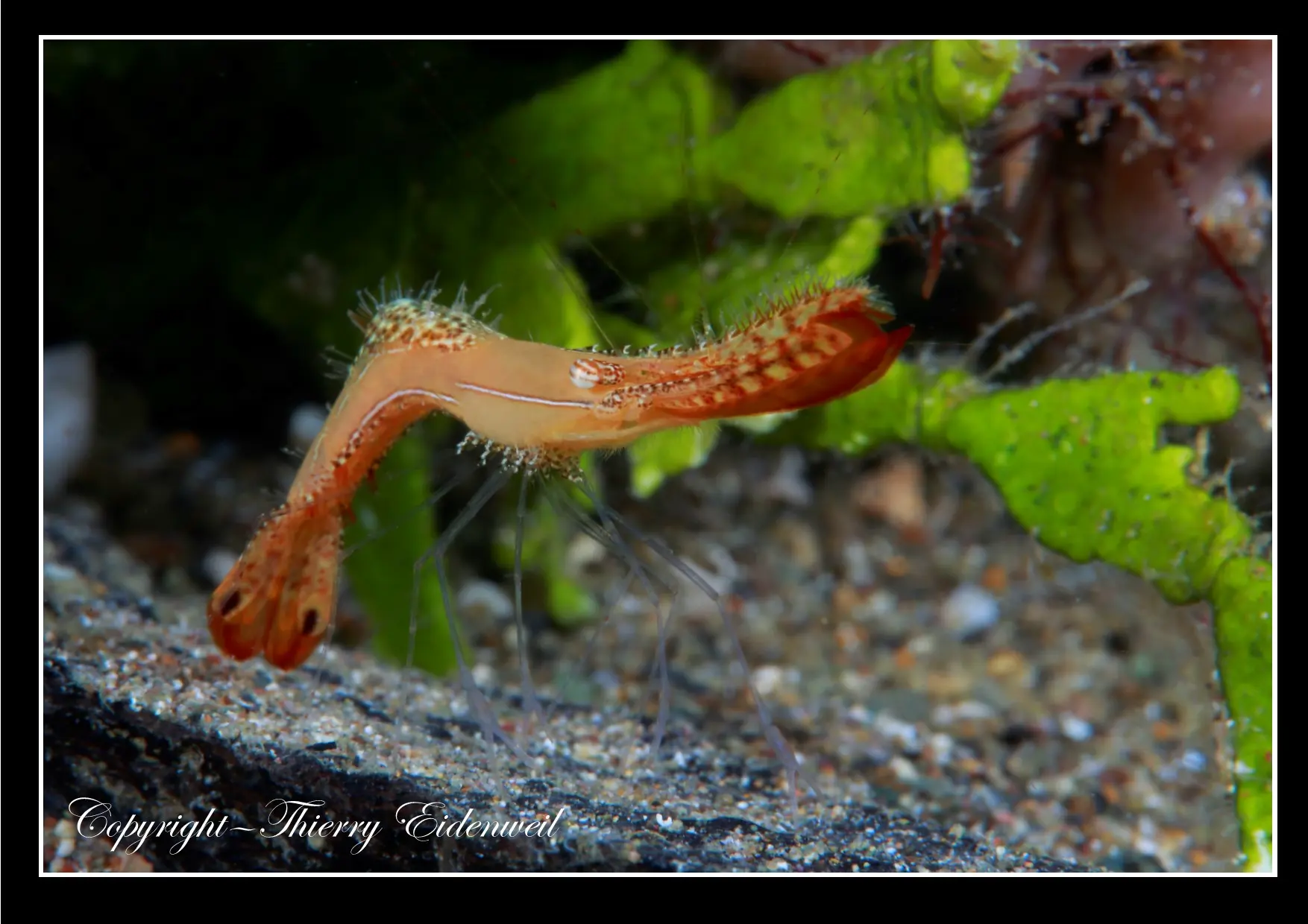 Anilao Macro Dive Media Highlight